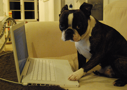 Twitter dog by tashmahal on Flickr